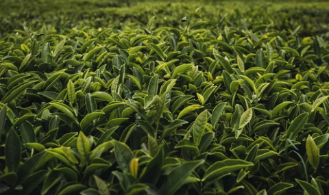 Darjeeling tea location