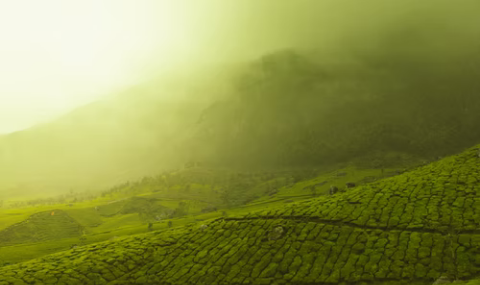 Assam tea location